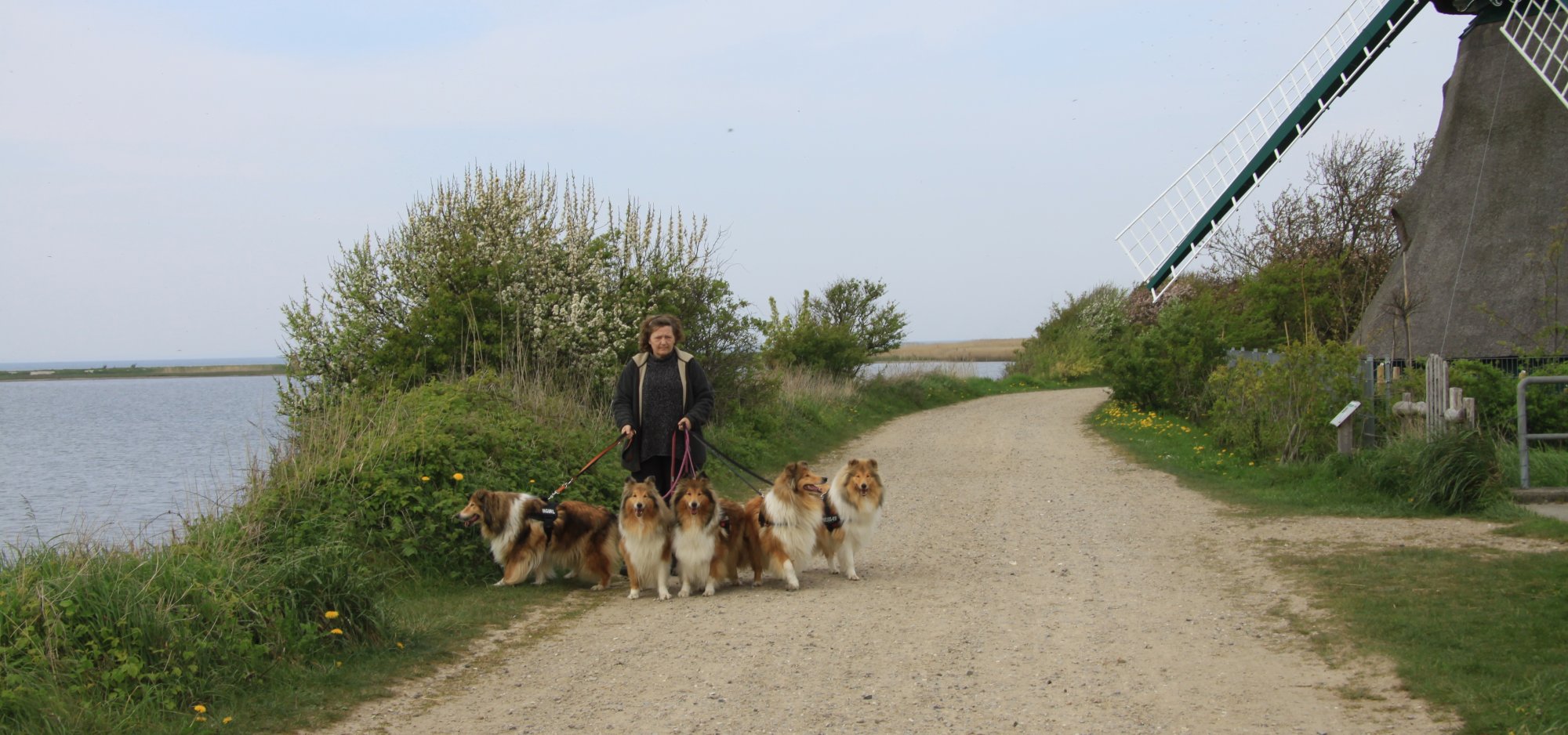 Colliehvalpe fra Topperteam collies 1