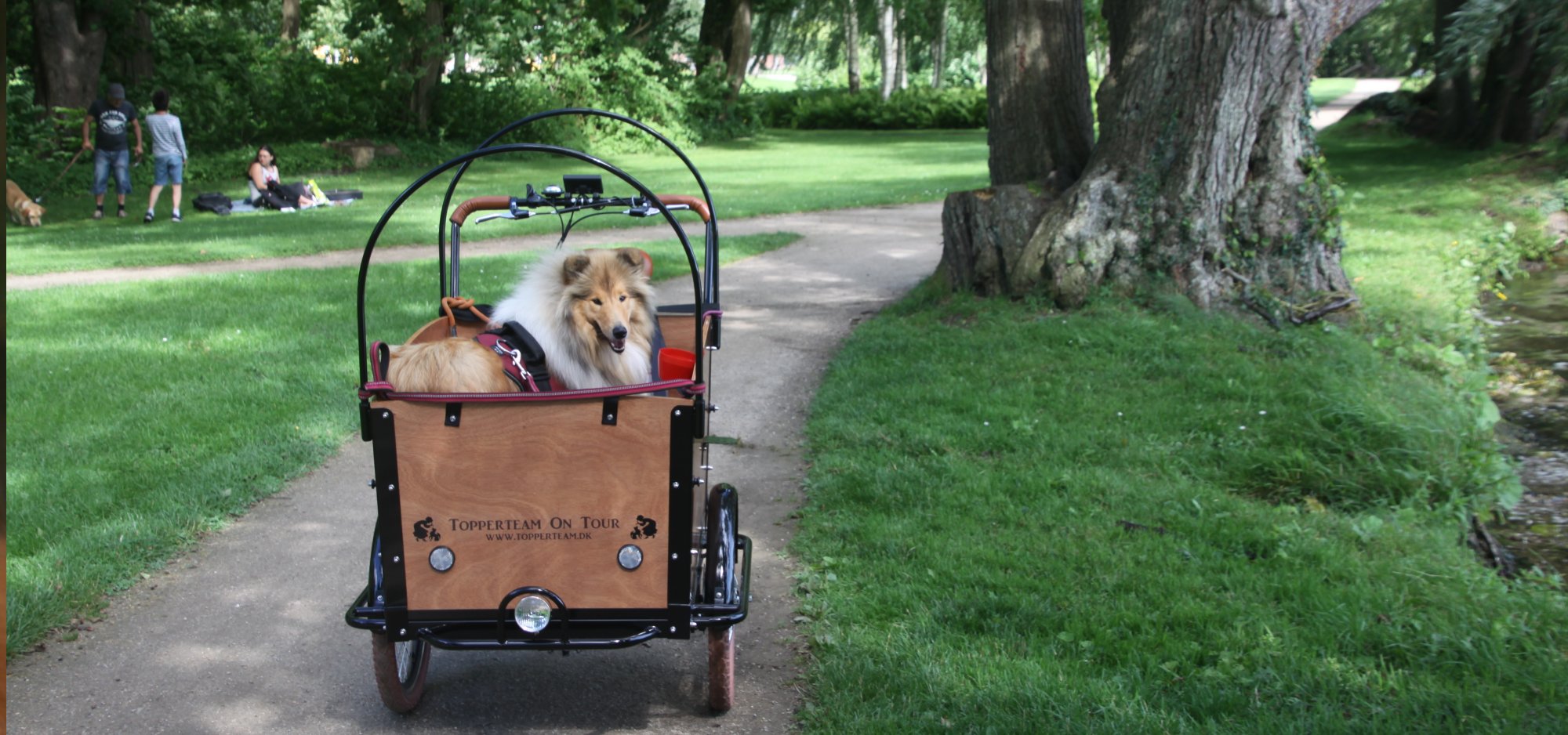 Colliehvalpe fra Topperteam collies 2