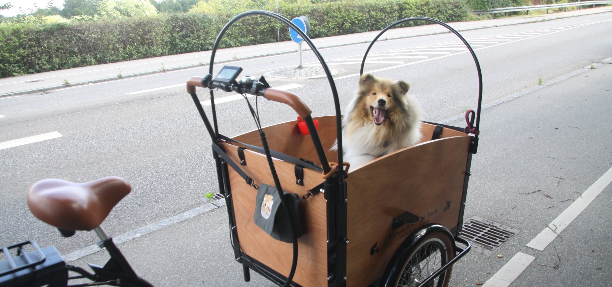 Colliehvalpe fra Topperteam collies 3
