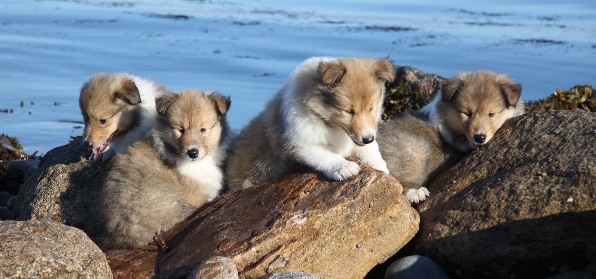 Colliehvalpe fra Topperteam collies 4