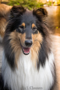 Topperteams Stand Alone  collie hvalp