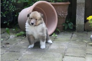 colliehvalp På tur i haven