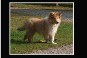 En lille colliepige på morgentur