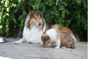 Mor passer godt på sin lille collie