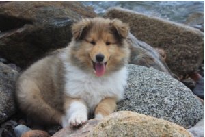 En lille collie hvalp på strandtur