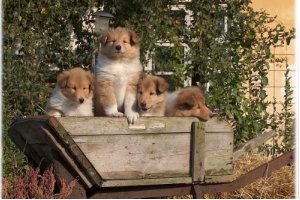 Sikke en bør fuld. Colliehvalpe er også fotogene