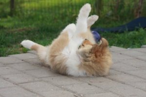 Morgengymnastik for colliehvalpe