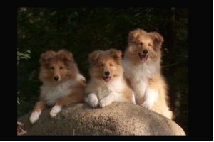 Nogen siger alt på et brædt, her er det collie hvalpe på en sten