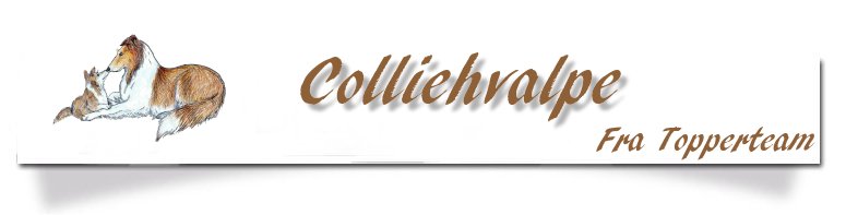 Billeder af Topperteams Colliehvalpe