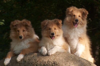 Colliehvalpe fra Topperteam collies