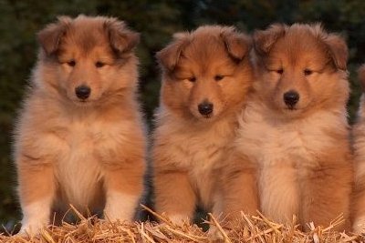 Colliehvalpe fra Topperteam collies