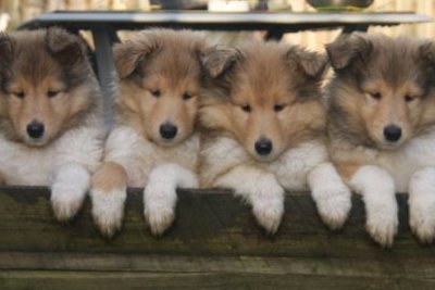 Colliehvalpe fra Topperteam collies