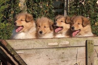 Colliehvalpe fra Topperteam collies