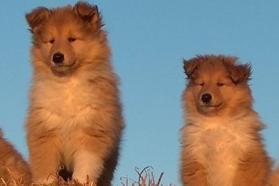 Colliehvalpe fra Topperteam collies
