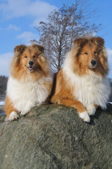 Colliehvalp fra Topperteam collies