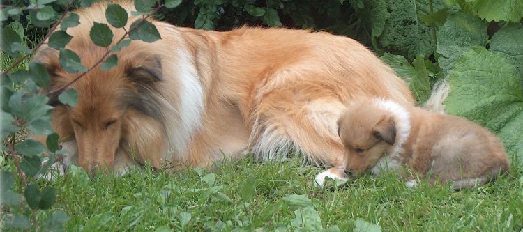 Colliehvalp fra Topperteam collies her sammen med en voksen collie
